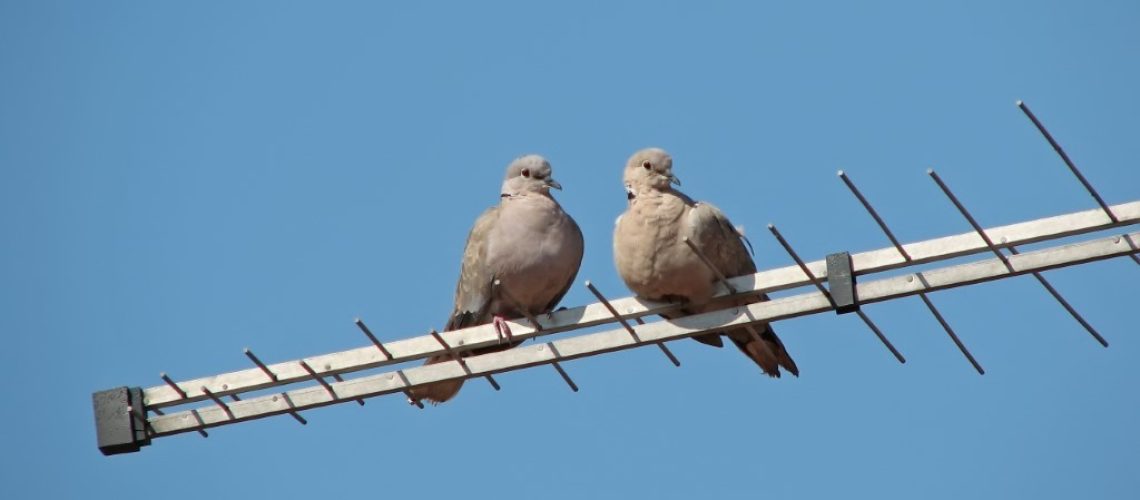 Keep Birds Away from TV Antenna Aerials